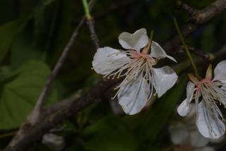 Prunus americana, inflorescence - frontal view of flower