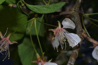 Prunus americana, inflorescence - unspecified