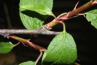 Prunus americana, twig - orientation of petioles