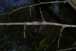 Prunus americana, twig - unspecified
