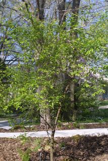 Prunus americana, whole tree or vine - general