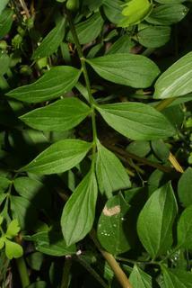 Polemonium reptans, leaf - basal or on lower stem