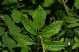 Polemonium reptans, leaf - on upper stem