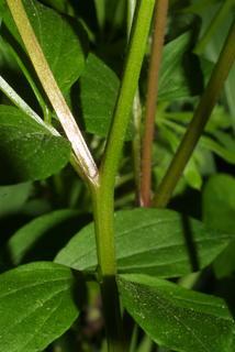 Polemonium reptans, stem - showing leaf bases