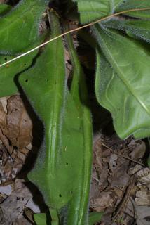 Cynoglossum virginianum, leaf - basal or on lower stem