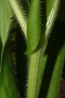 Cynoglossum virginianum, stem - showing leaf bases