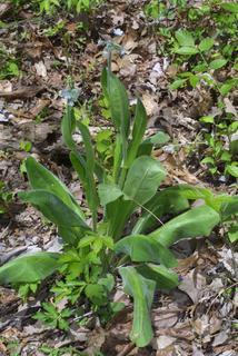Cynoglossum virginianum, whole plant - in flower - general view
