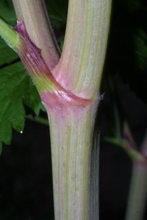 Thaspium barbinode, stem - showing leaf bases
