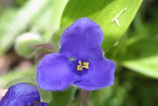 Tradescantia virginiana, inflorescence - frontal view of flower