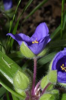 Tradescantia virginiana, inflorescence - lateral view of flower