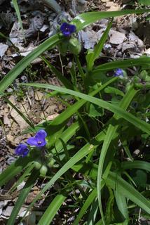 Tradescantia virginiana, whole plant - in flower - general view