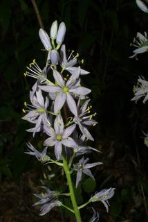 Camassia scilloides, inflorescence - whole - unspecified