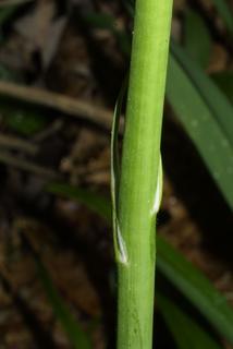 Camassia scilloides, stem - showing leaf bases