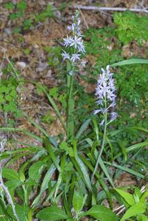 Camassia scilloides, whole plant - in flower - general view
