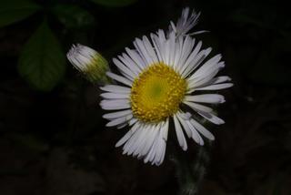 Erigeron pulchellus, inflorescence - whole - unspecified