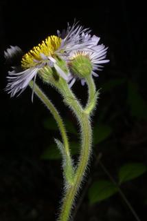 Erigeron pulchellus, inflorescence - whole - unspecified