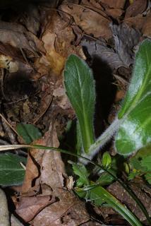 Erigeron pulchellus, leaf - on upper stem