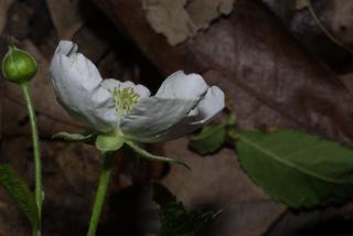 Rubus flagellaris, inflorescence - lateral view of flower