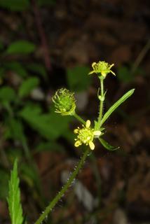 Geum vernum, inflorescence - frontal view of flower