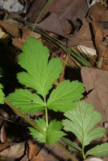Geum vernum, leaf - on upper stem