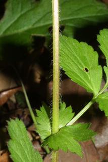 Geum vernum, stem - showing leaf bases