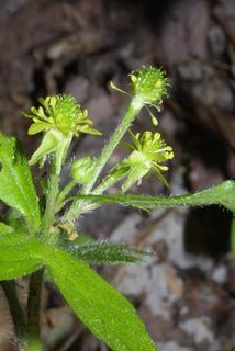 Geum virginianum, inflorescence - lateral view of flower