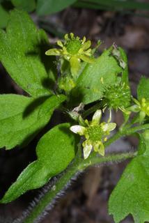 Geum virginianum, inflorescence - whole - unspecified