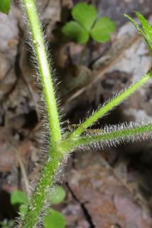 Geum virginianum, stem - showing leaf bases