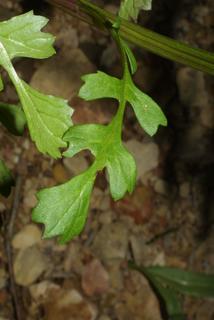 Packera glabella, leaf - on upper stem