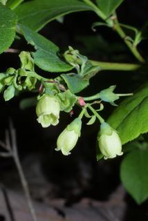 Vaccinium pallidum, inflorescence - lateral view of flower