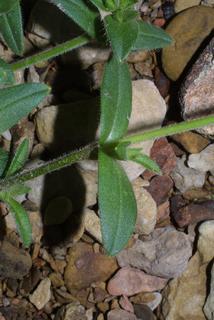 Cerastium fontanum, leaf - on upper stem