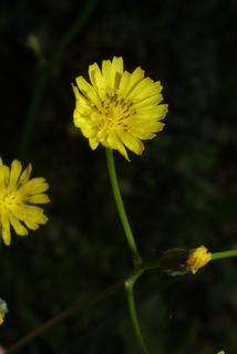Crepis pulchra, inflorescence - frontal view of flower