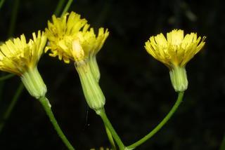 Crepis pulchra, inflorescence - lateral view of flower