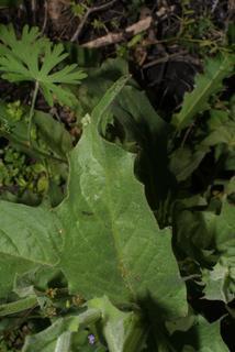 Crepis pulchra, leaf - on upper stem