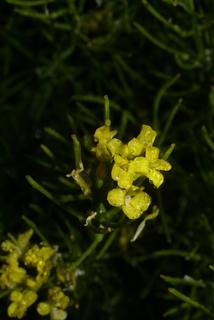 Barbarea verna, inflorescence - lateral view of flower
