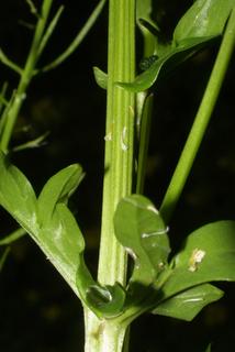 Barbarea verna, stem - showing leaf bases