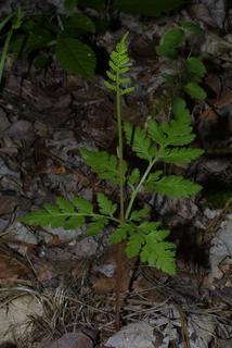 Botrychium virginianum, whole plant - unspecified