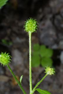 Geum virginianum, fruit - lateral or general close-up