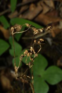 Saxifraga virginiensis, fruit - section or open