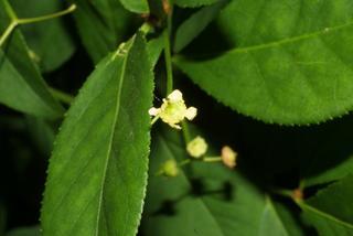 Euonymus alata, inflorescence - frontal view of flower
