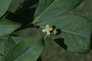 Euonymus alata, inflorescence - frontal view of flower