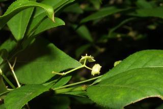 Euonymus alata, inflorescence - lateral view of flower