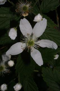 Rubus argutus, inflorescence - frontal view of flower