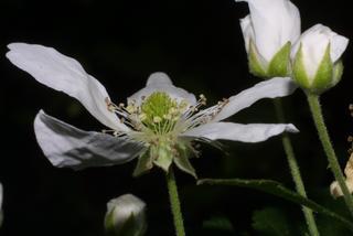 Rubus argutus, inflorescence - lateral view of flower