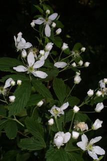 Rubus argutus, inflorescence - whole - unspecified