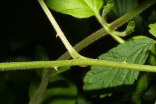 Rubus argutus, twig - orientation of petioles