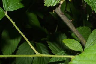 Rubus argutus, twig - orientation of petioles