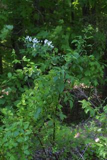 Rubus argutus, whole tree or vine - general