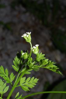 Chaerophyllum procumbens, inflorescence - lateral view of flower