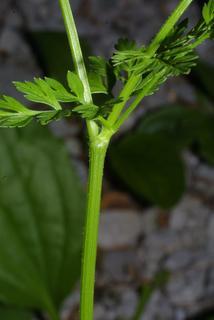 Chaerophyllum procumbens, stem - showing leaf bases